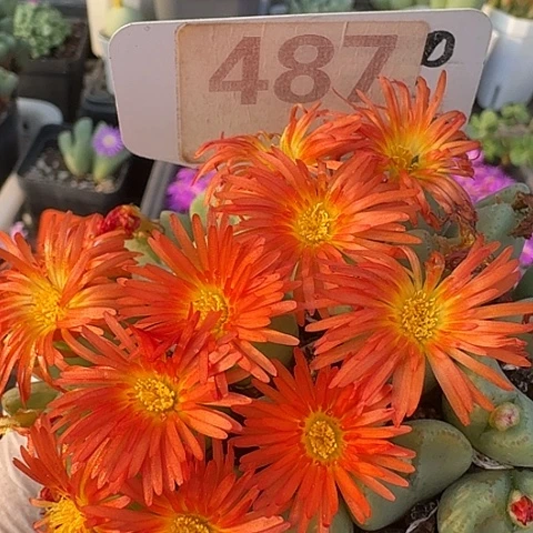 487营业执照呜呜他鱼兔