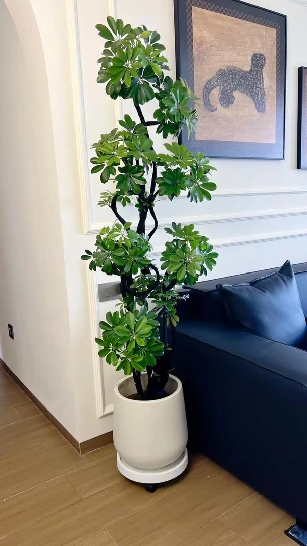 造型鸭脚木室内大型绿植净化空气防辐射美观大气