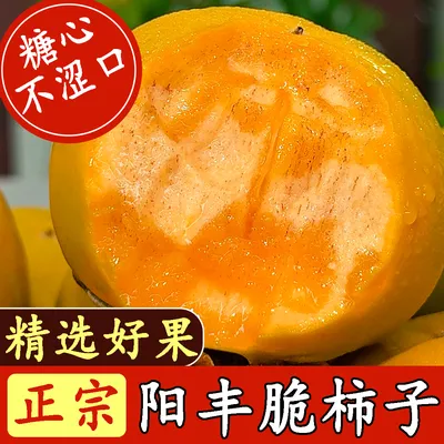 【阳丰脆柿】山西阳丰冰糖心脆柿无籽无核脆甜爽口产地直发应季水