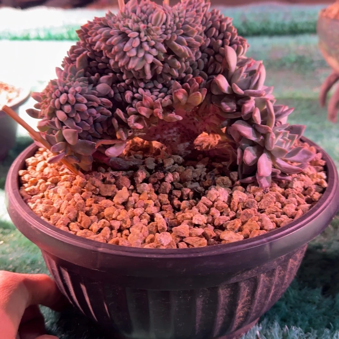 星影树缀无砍多肉