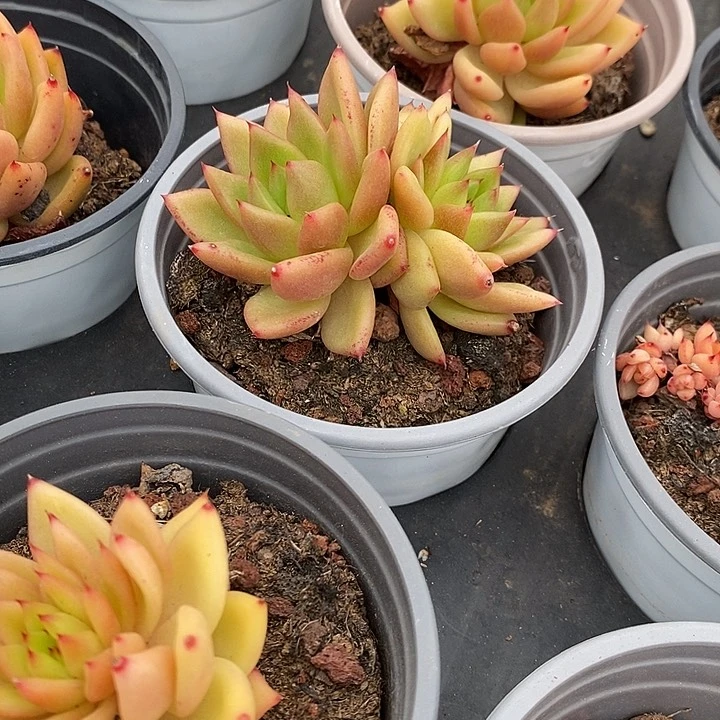 果冻香槟去拍吧福利