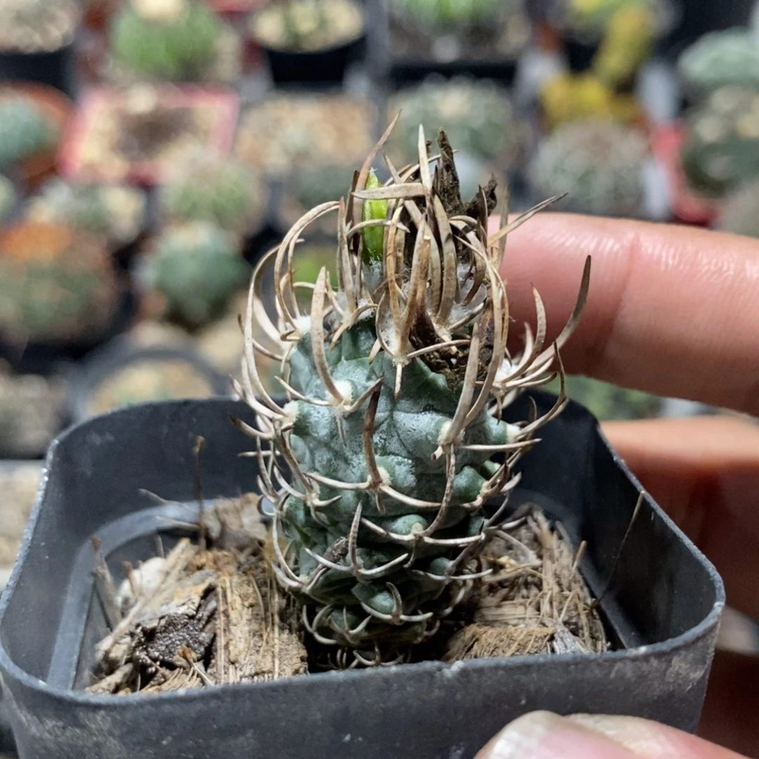 植播园艺优选黄龙丸