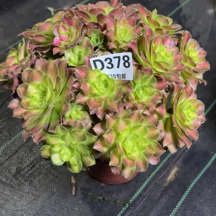 瑞妈一物一拍378