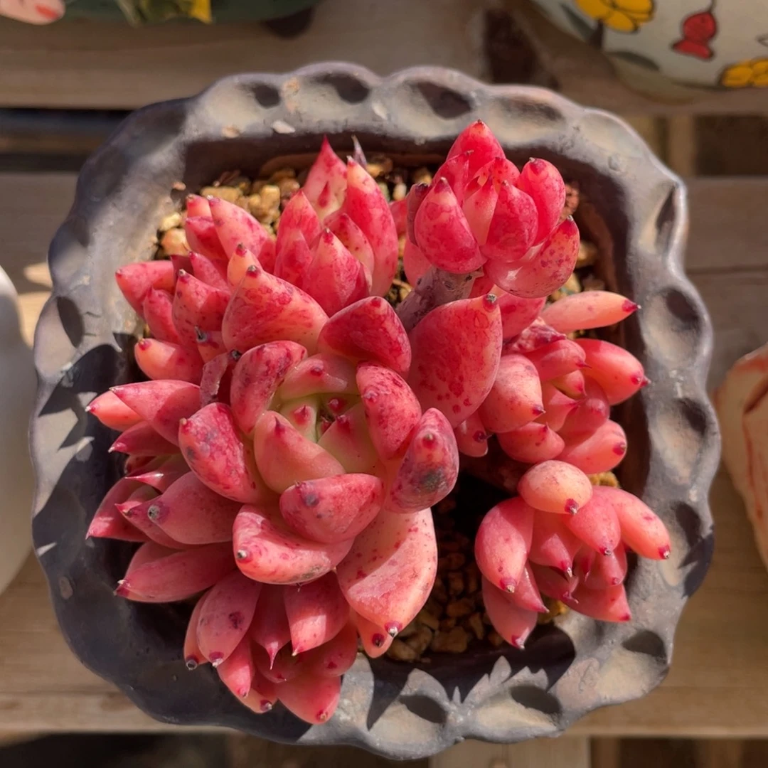 东云杂整装无砍群