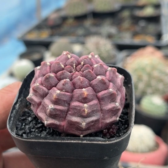 当前无花栽培后可以开花实生梦想