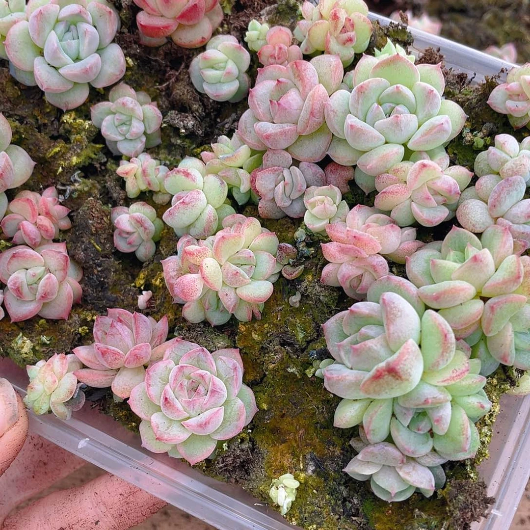 *****多肉植物多肉植物468