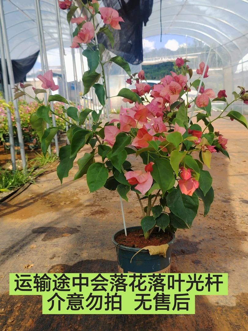 【不甜西瓜—新叶】介意落花落叶落秃 轻微折枝的勿拍无售后