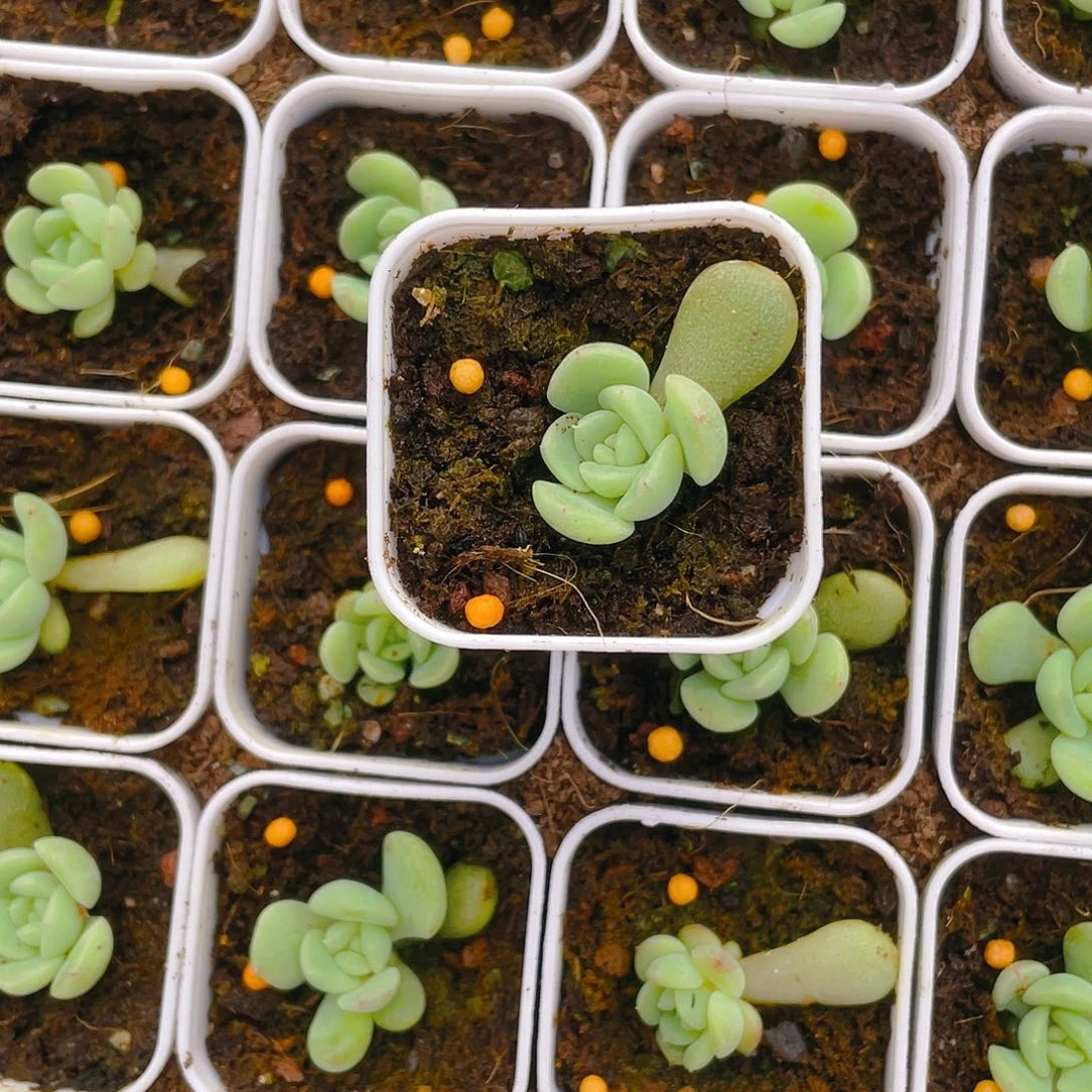 败*灯炮甜心T3中盆一个满25包邮