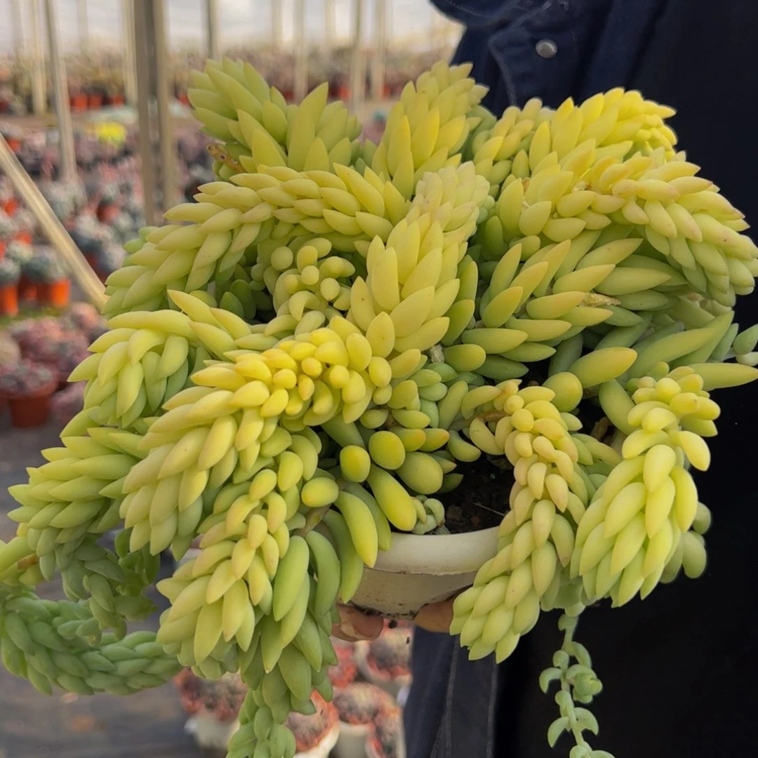 象牙大盆群带盆土
