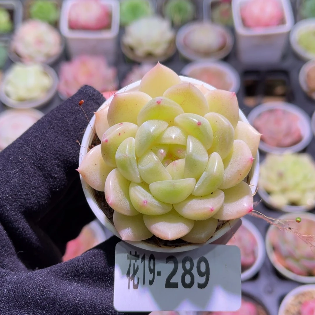 花利美19- 289新品