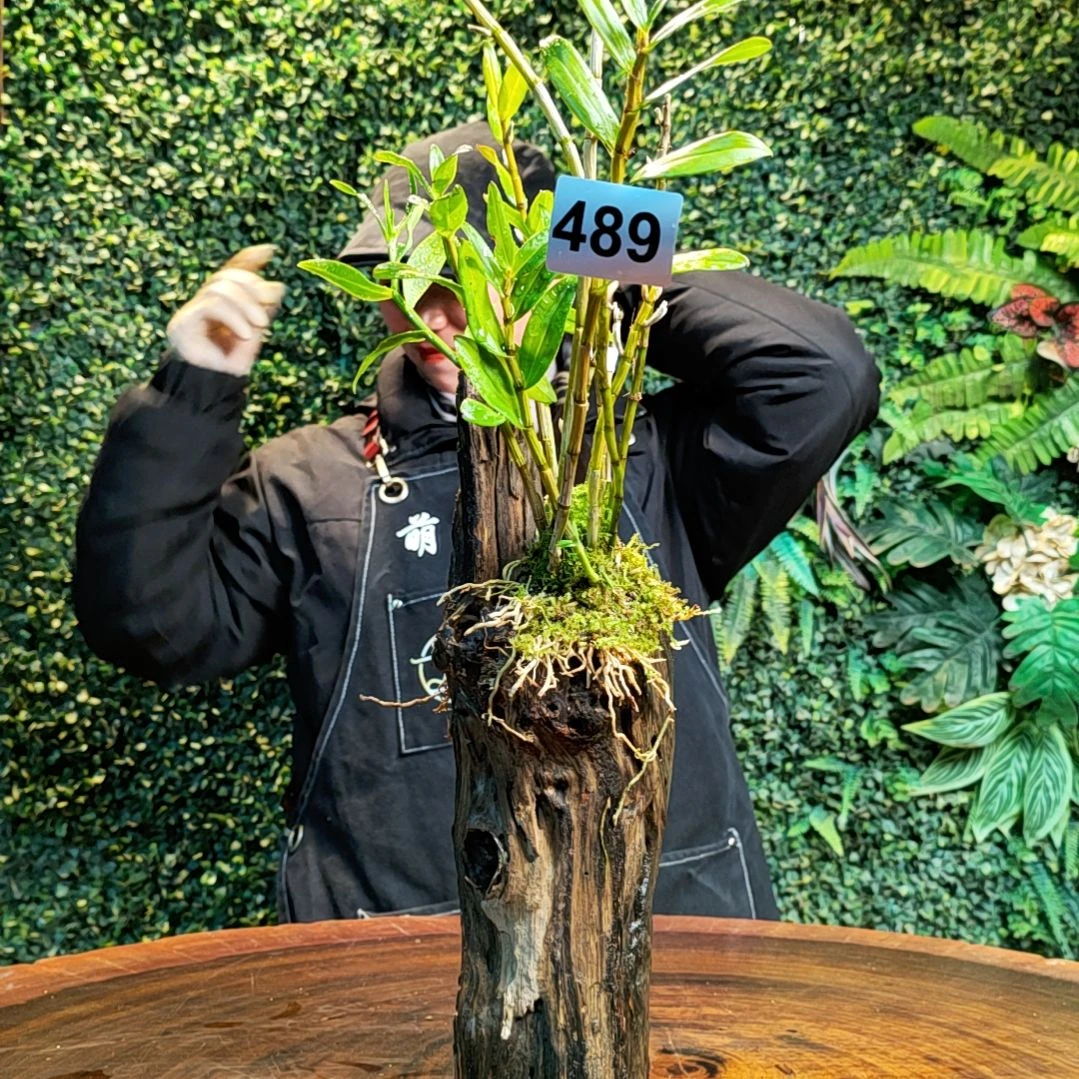 【闪购商品】489梵净山,玫瑰花
