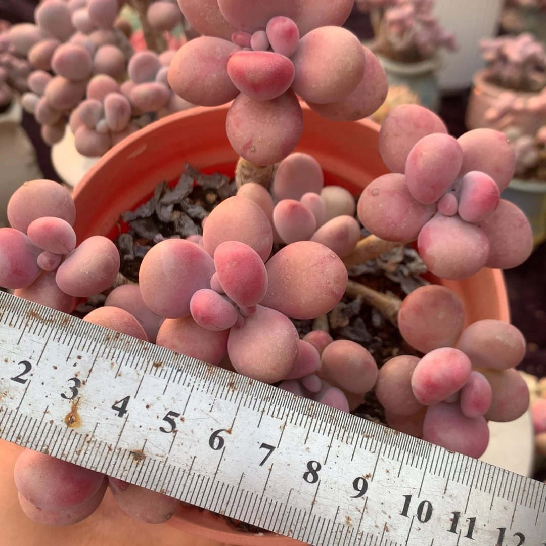 几*睡50号不带盆偏远的不包邮的
