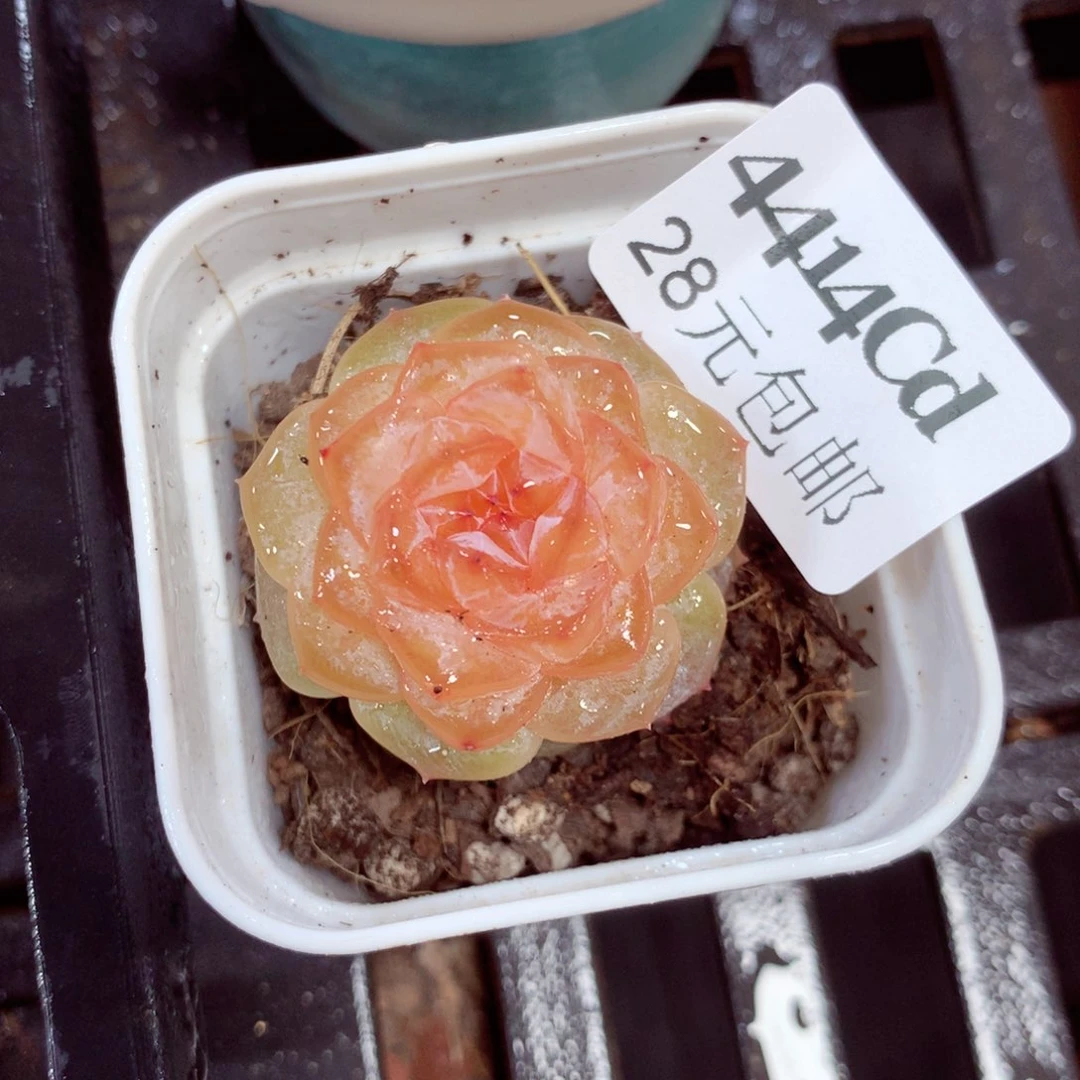 5厘米盆精控多肉4414