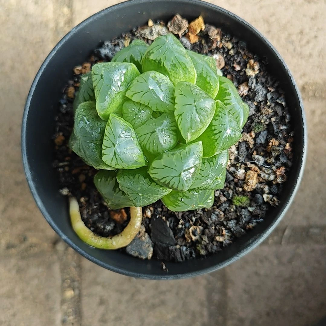 翠玉露一颗多肉植物原盆土