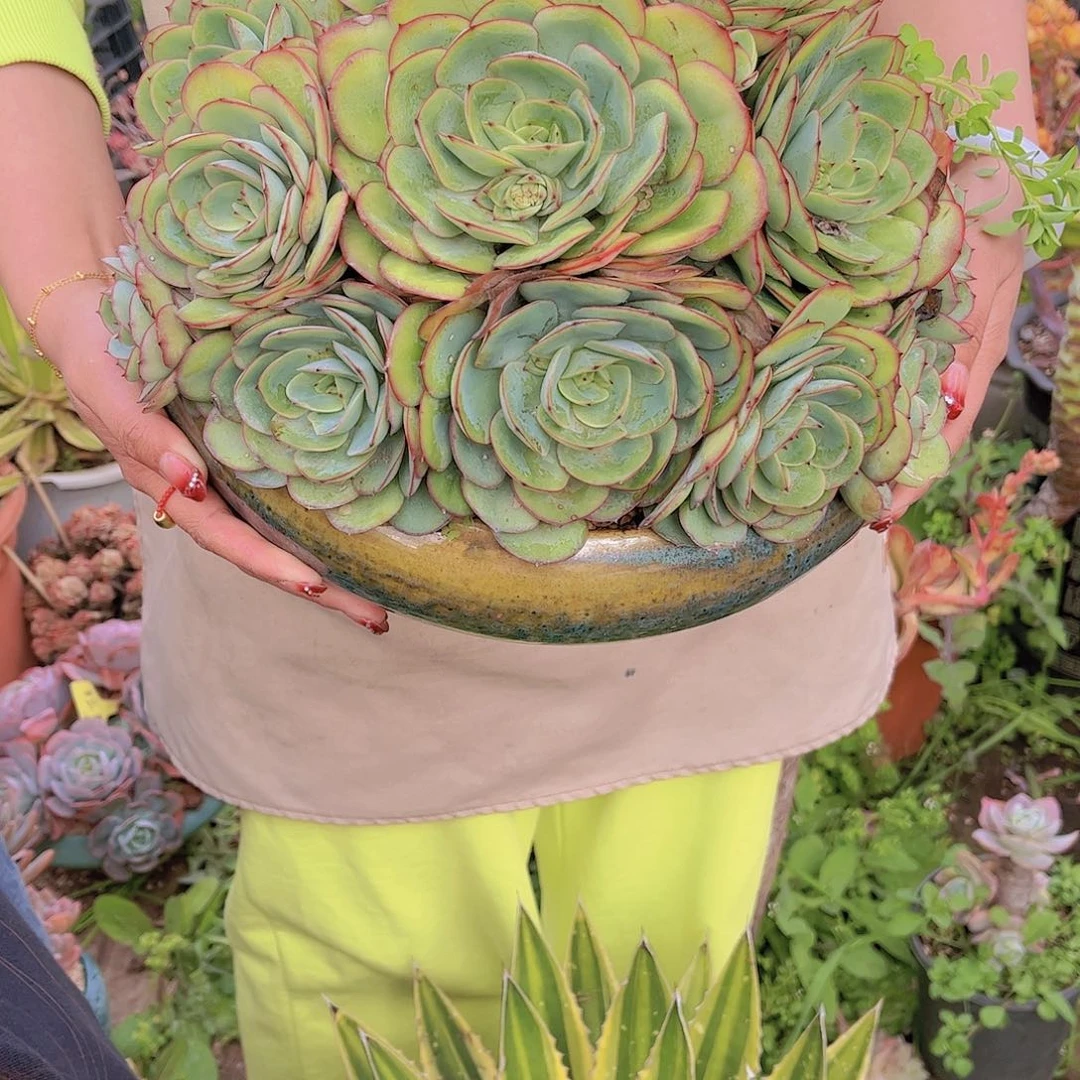 红陶无*多肉植物保护研究所