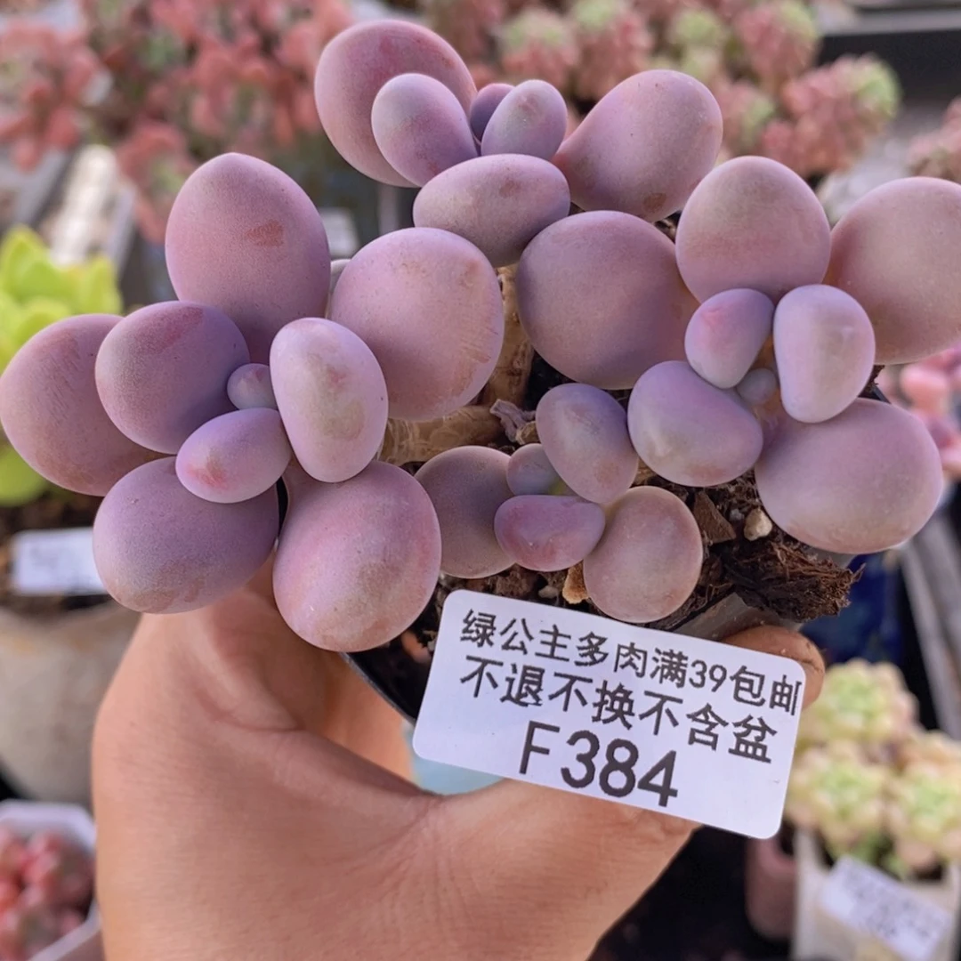 腰子桃蛋6cm384多肉植物