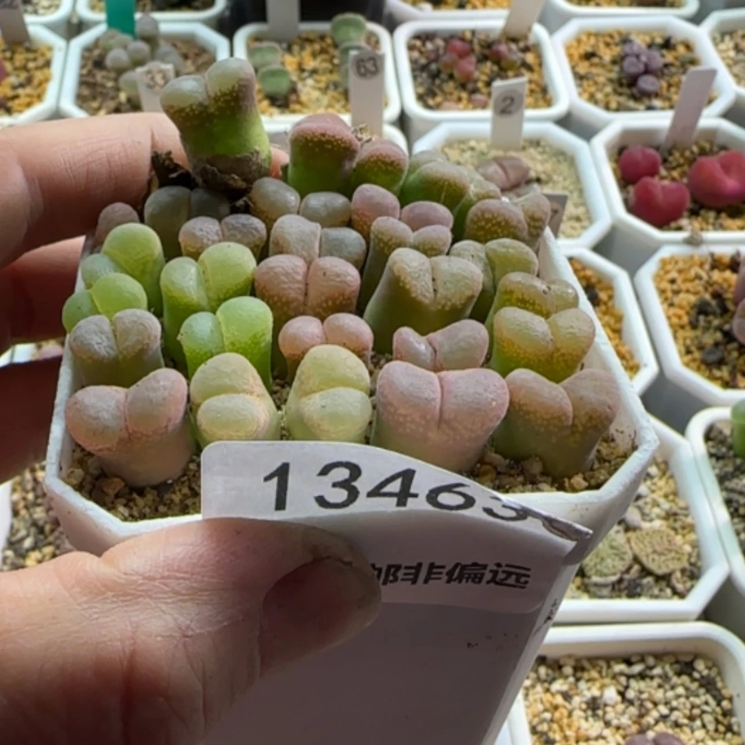 【闪购商品】穿****士13463