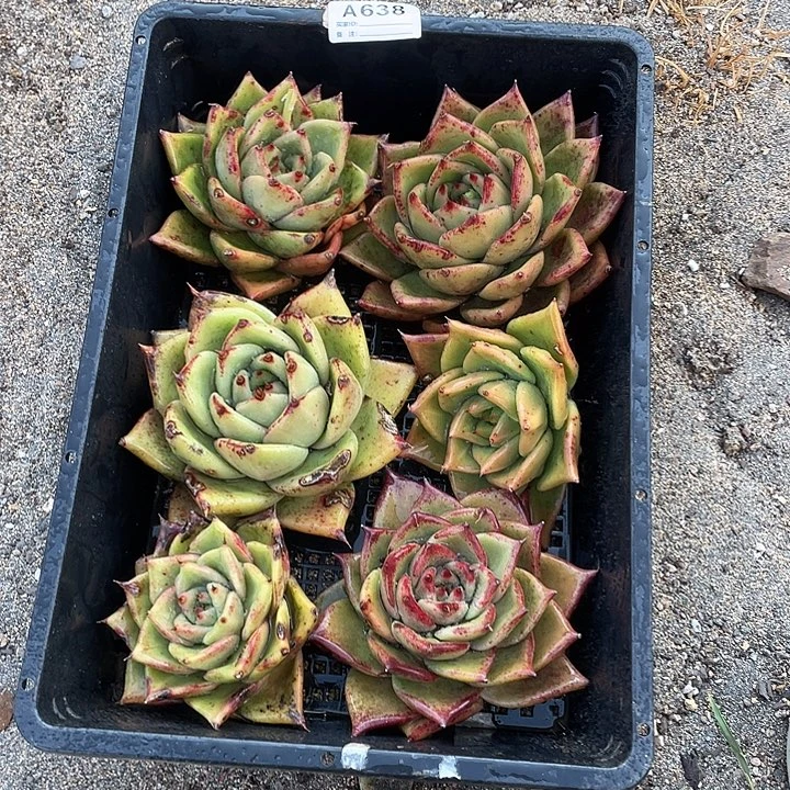 若如东云组拍A638