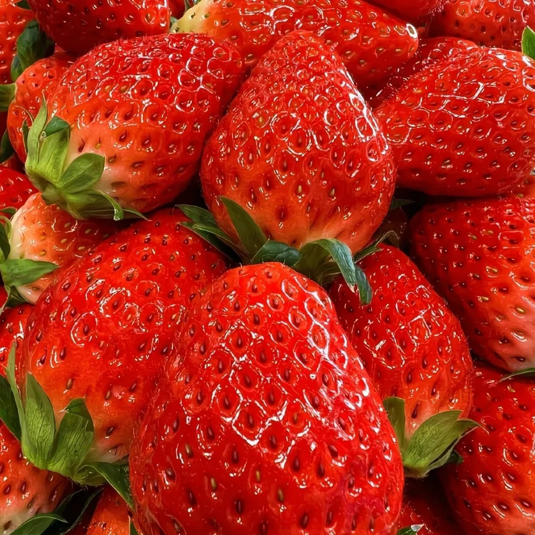 【现摘草莓】现采现发新鲜直达圆润饱满甜润多汁带有微微果酸草莓味十足同城骑手配送上楼