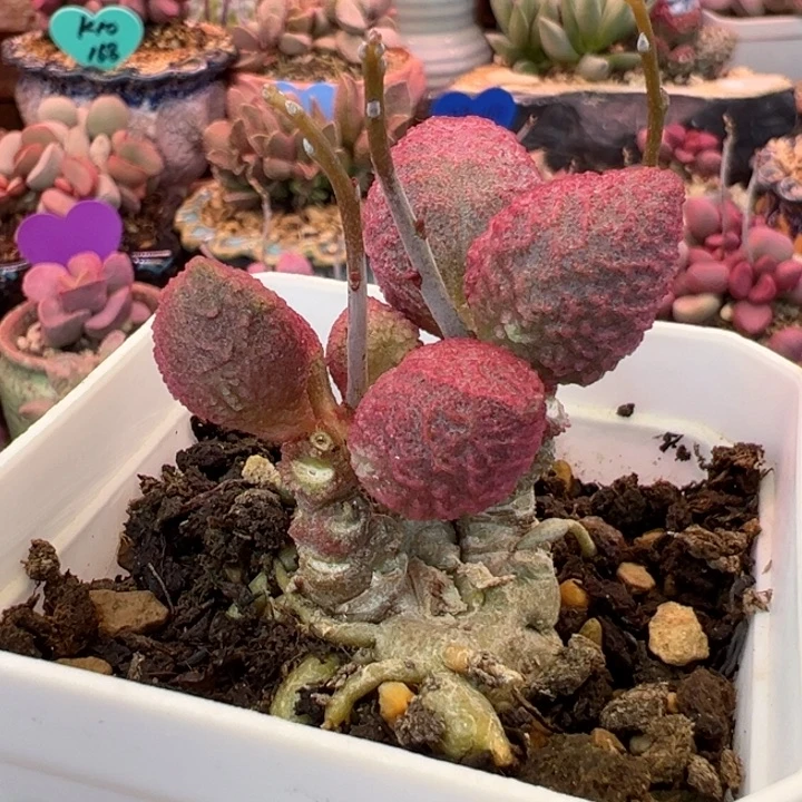 用****0可以说是一种生活方式