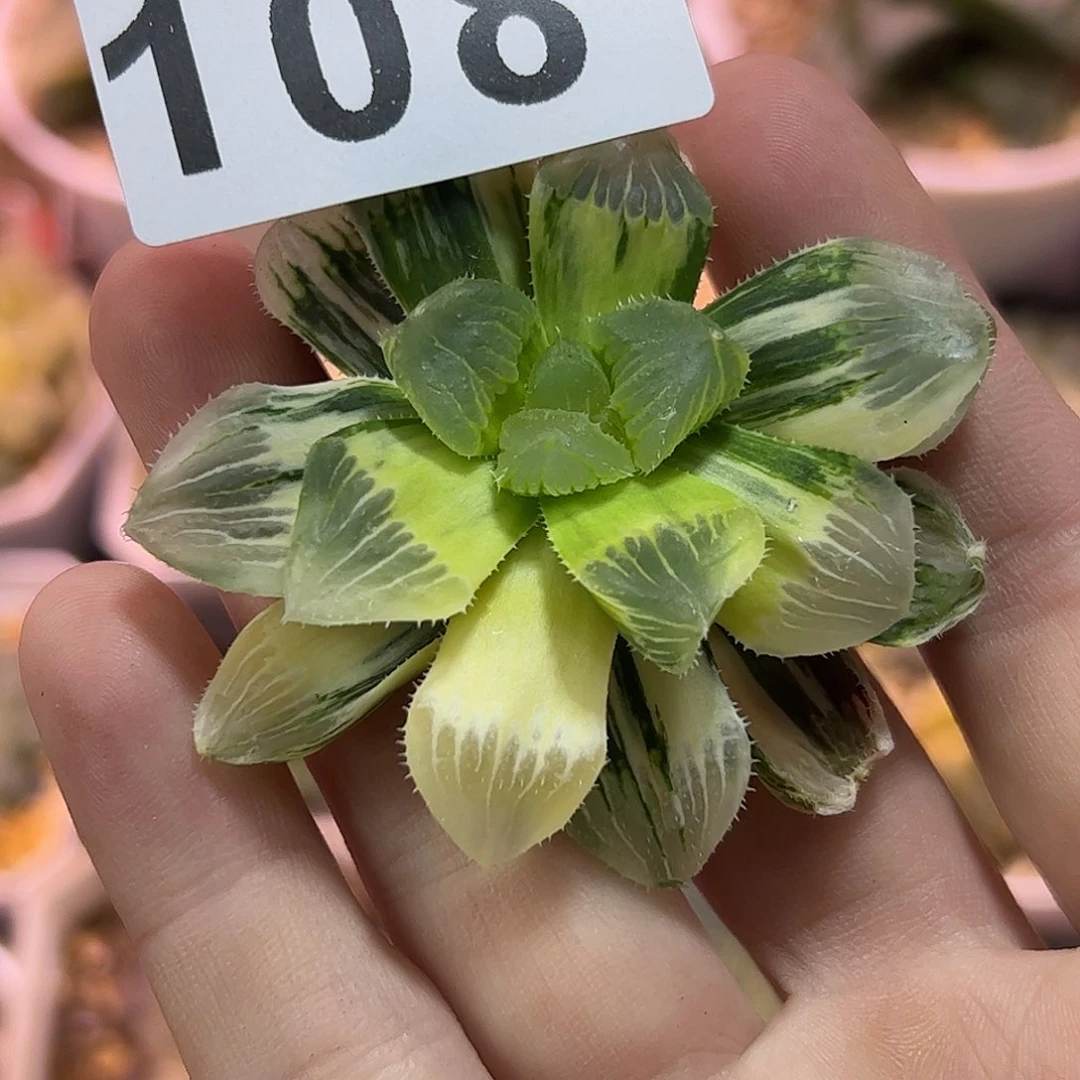 记*红红火火恍恍惚惚