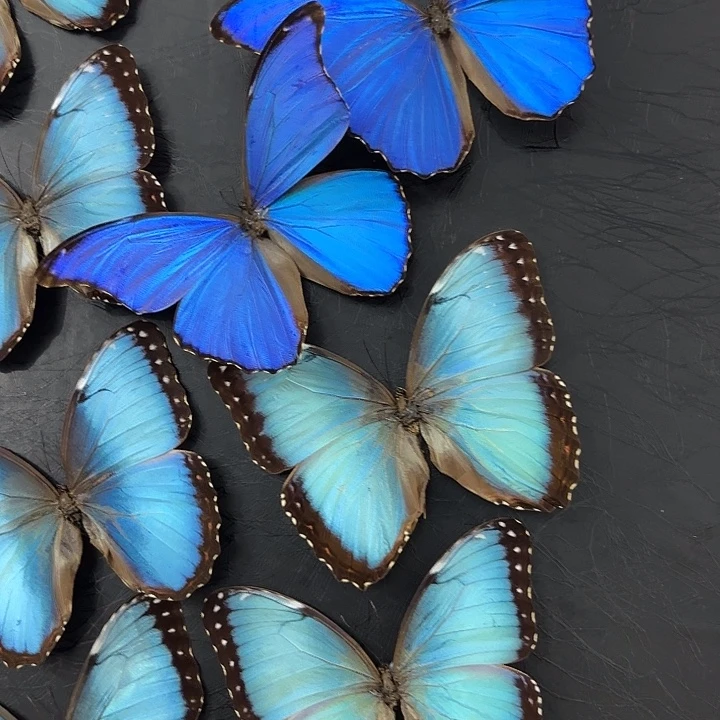 夏***冰蝴蝶标本定制十个大蓝