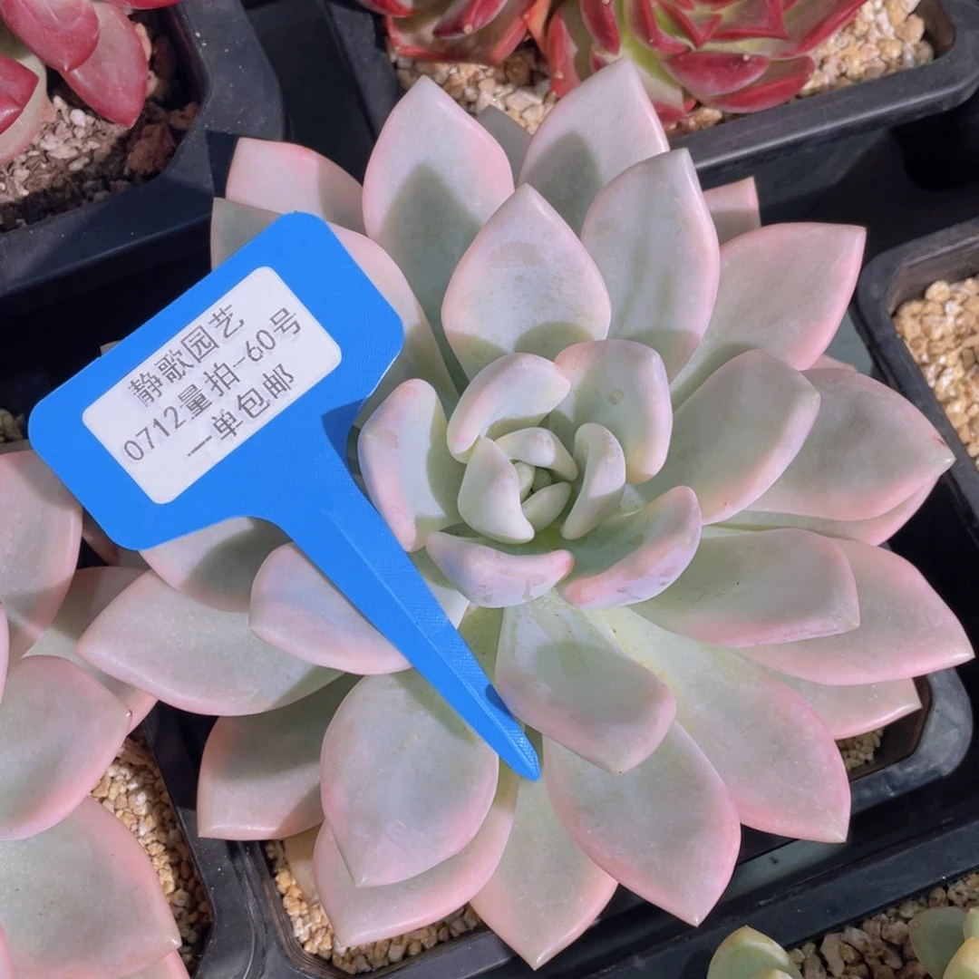 0712-60-巨大单头奥普琳娜锦一颗量拍