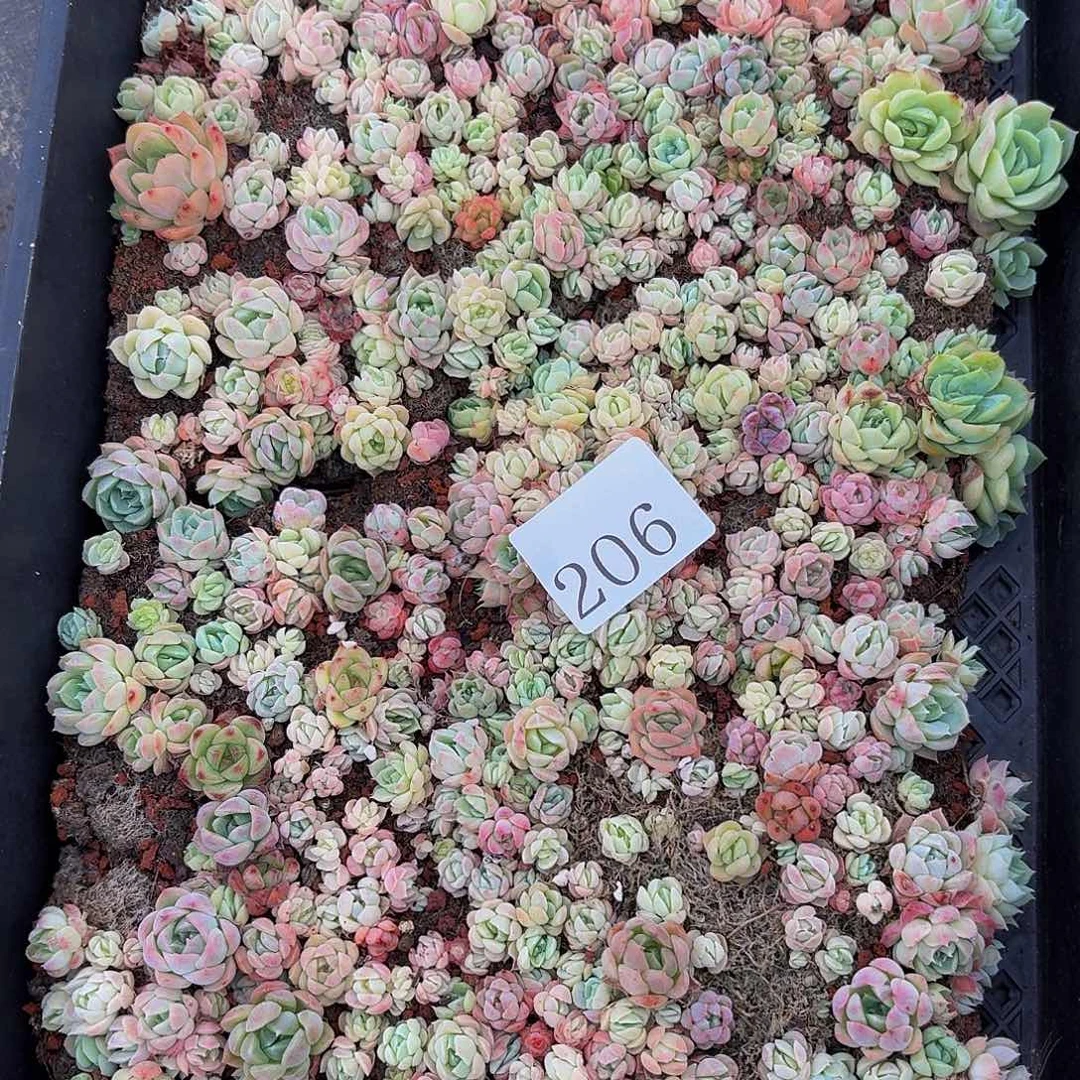 道**踏多肉植物多肉植物206