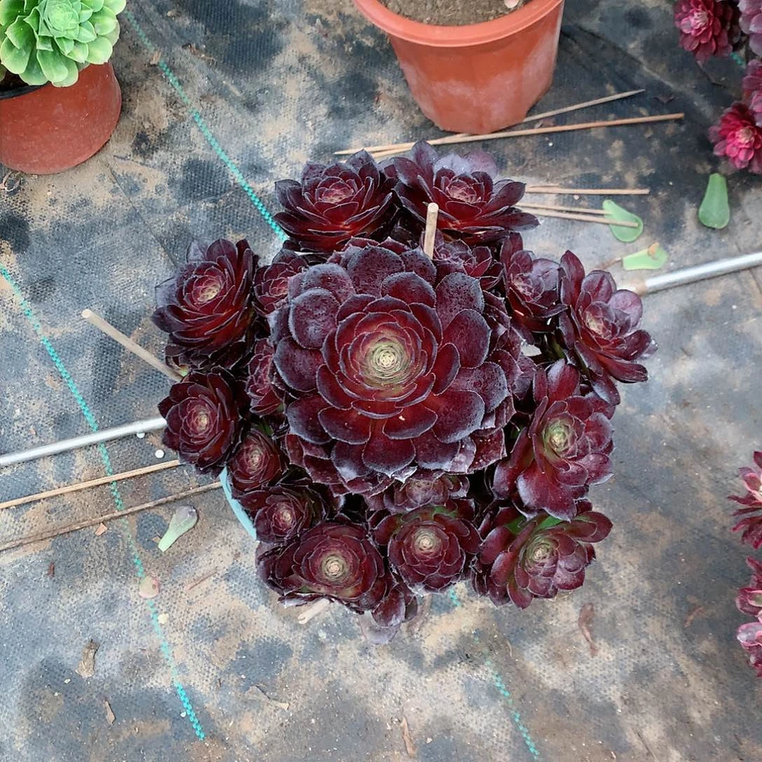 【闪购商品】黑*黑美人，多肉