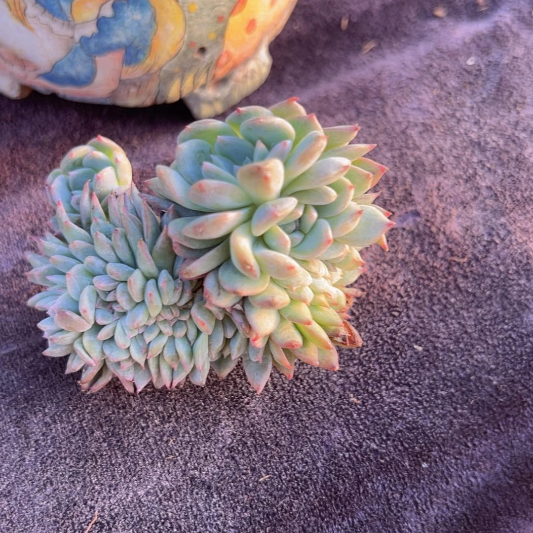 想****新年快乐啊宝宝88888