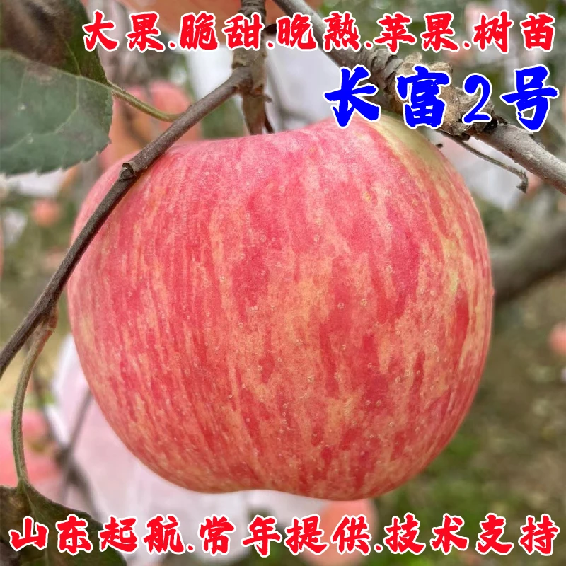 嫁接晚熟矮化短枝脆甜条纹红富士苹果树苗盆栽苹果苗南方北方种植