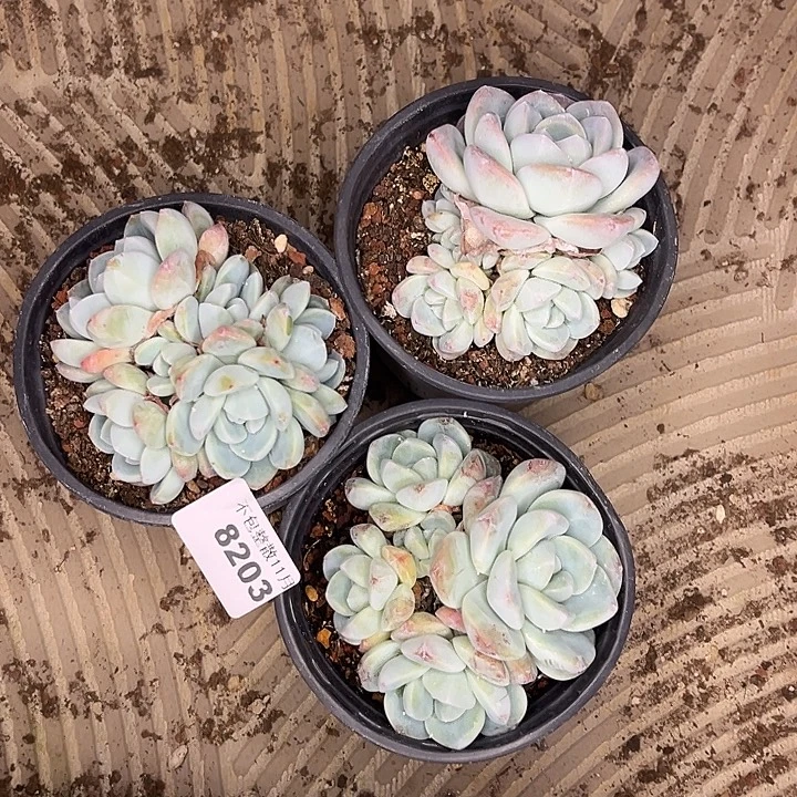 用***9阿雅园艺。        8203