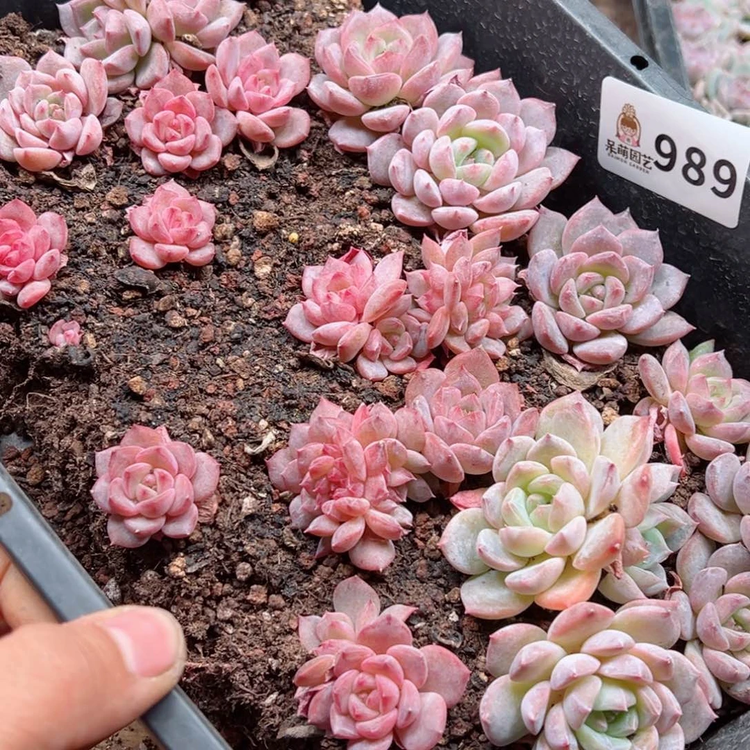 多肉植物多肉植物