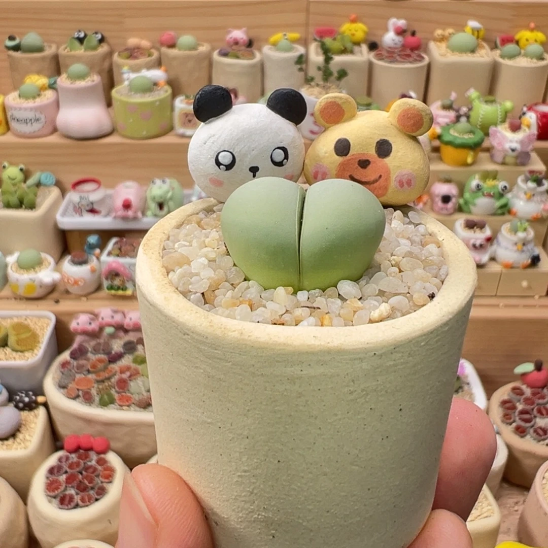 多肉植物49号元宝