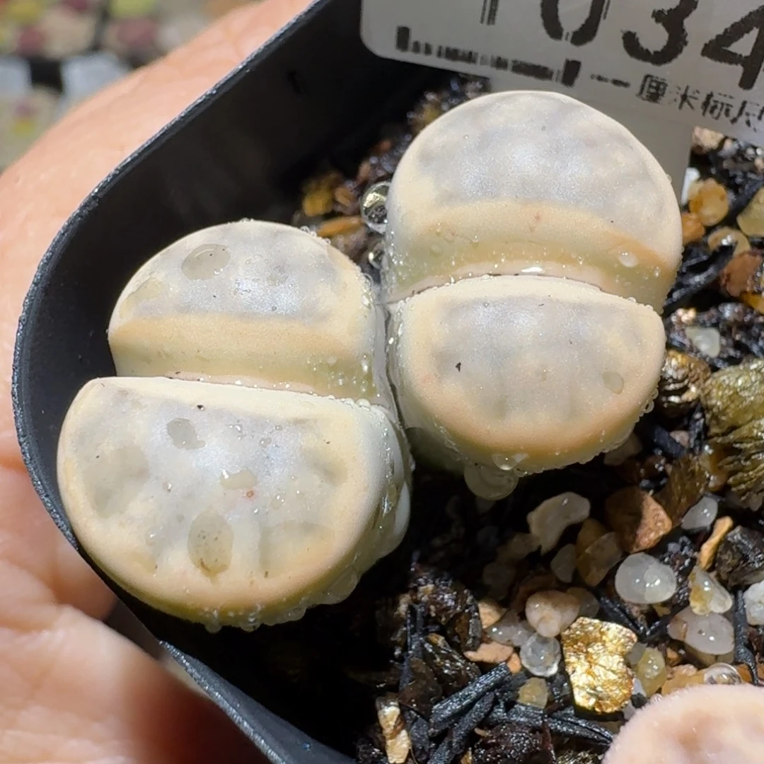 老板亏本卖高品质1034