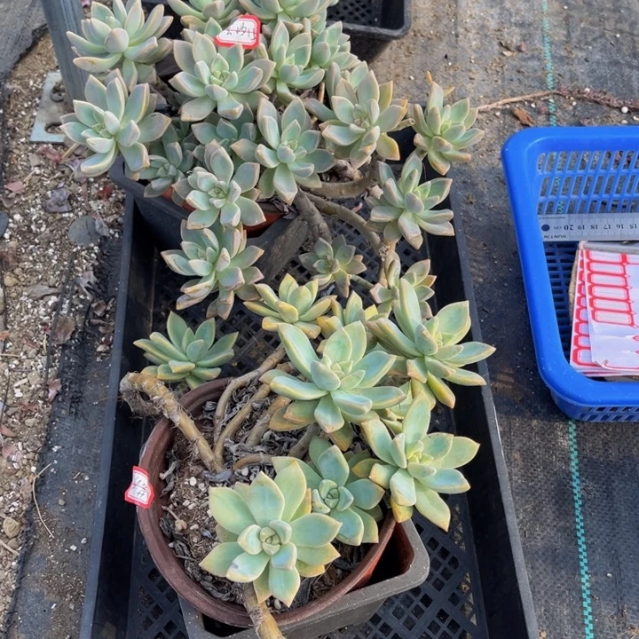 芸***汐淡雪一颗掉小头不包损紫雾一颗