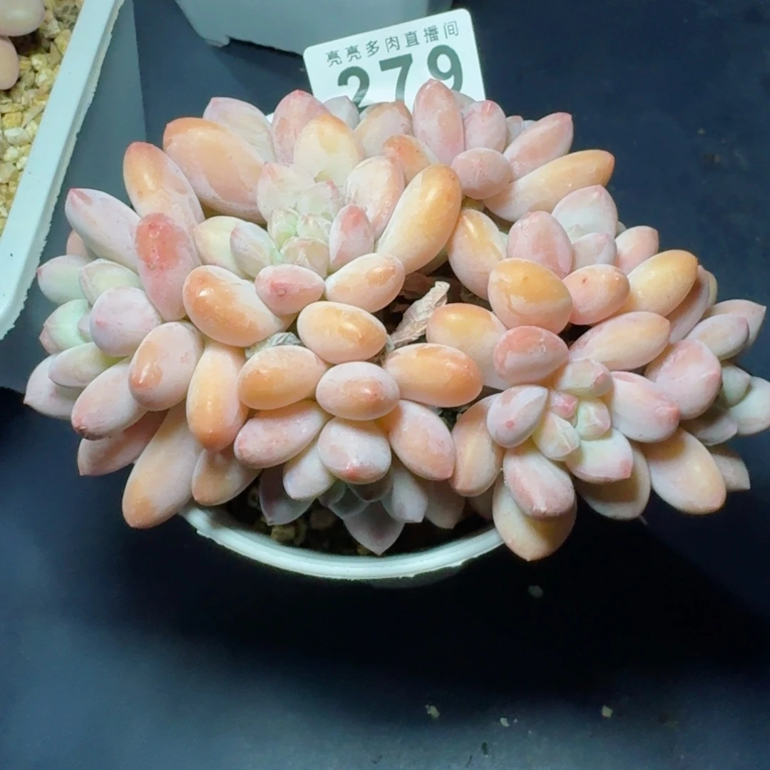 韩版香水群生整装无砍