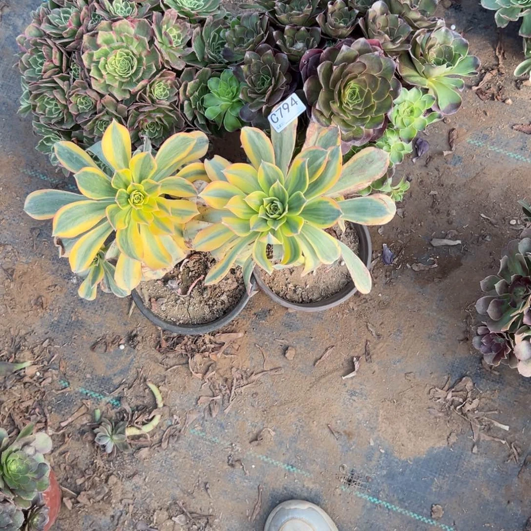 794四颗组合多肉植物法师