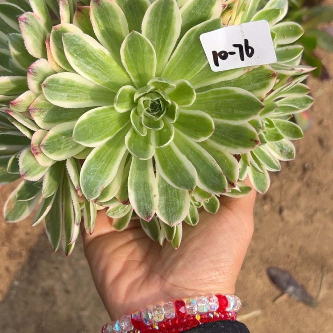 76伊丽莎白多肉duorouduorou