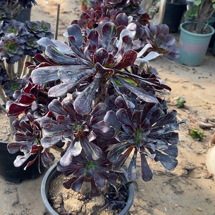 水墨丹青多肉植物38。