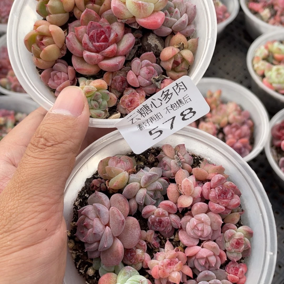 云糖心多肉植物578