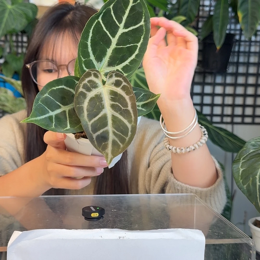 完全开放G74巧克力杂撕裂纹