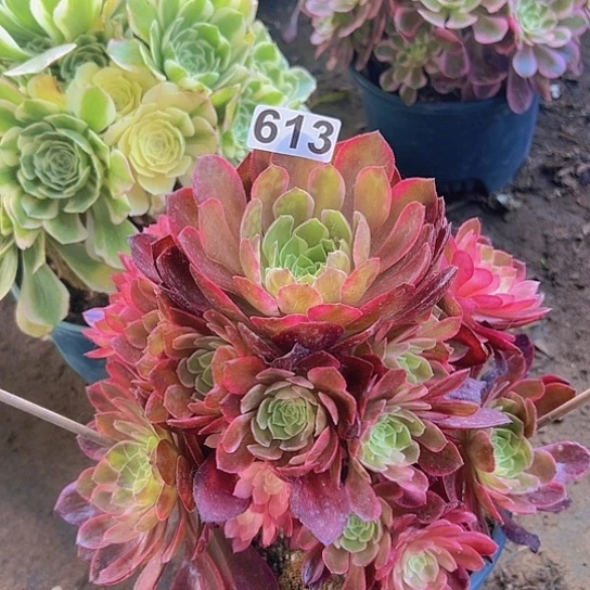 阿*多肉植物一个