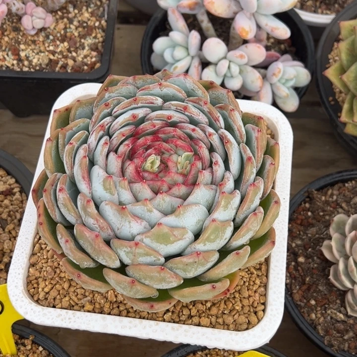 长相思 单头 夏鸣园艺