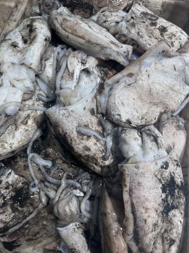 本地原浆墨鱼 5斤包邮（默认不杀真空发货）