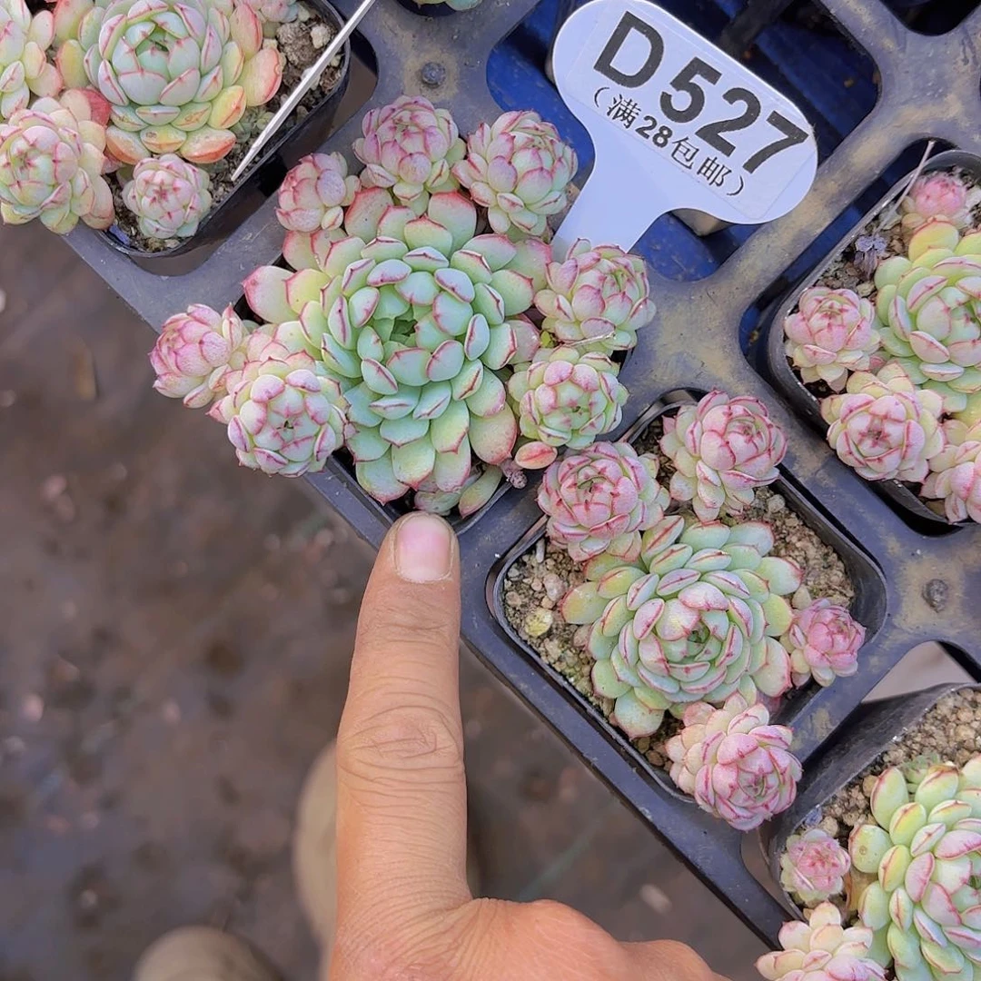 D527小红包一物一拍