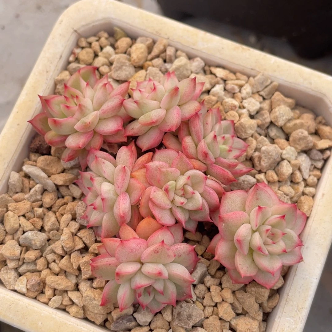 东云锦趴地小脸群生