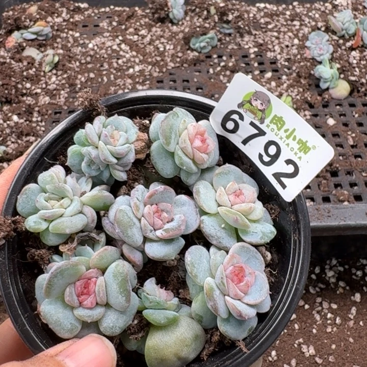 M***琪多肉植物多肉植物