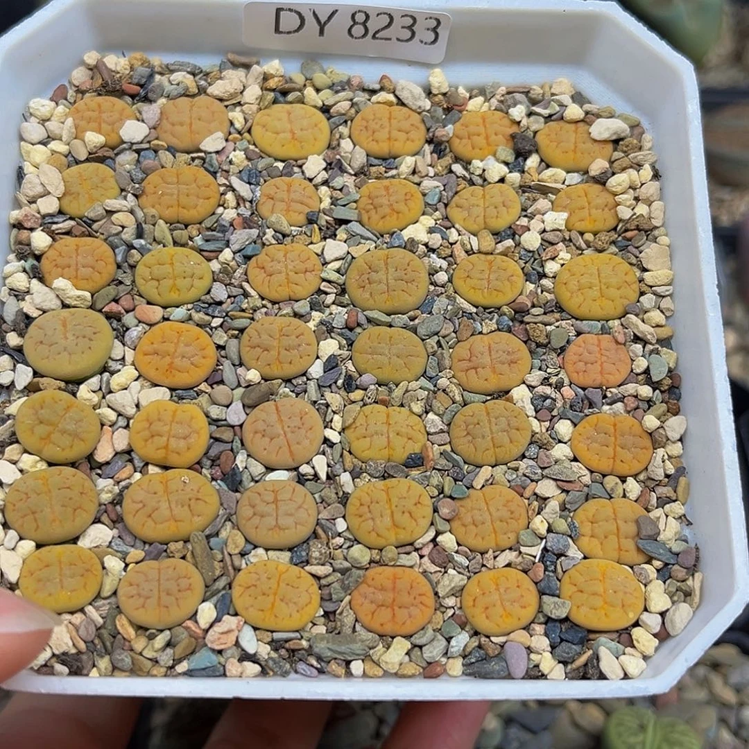 一件包邮一物一黄绿富贵8233