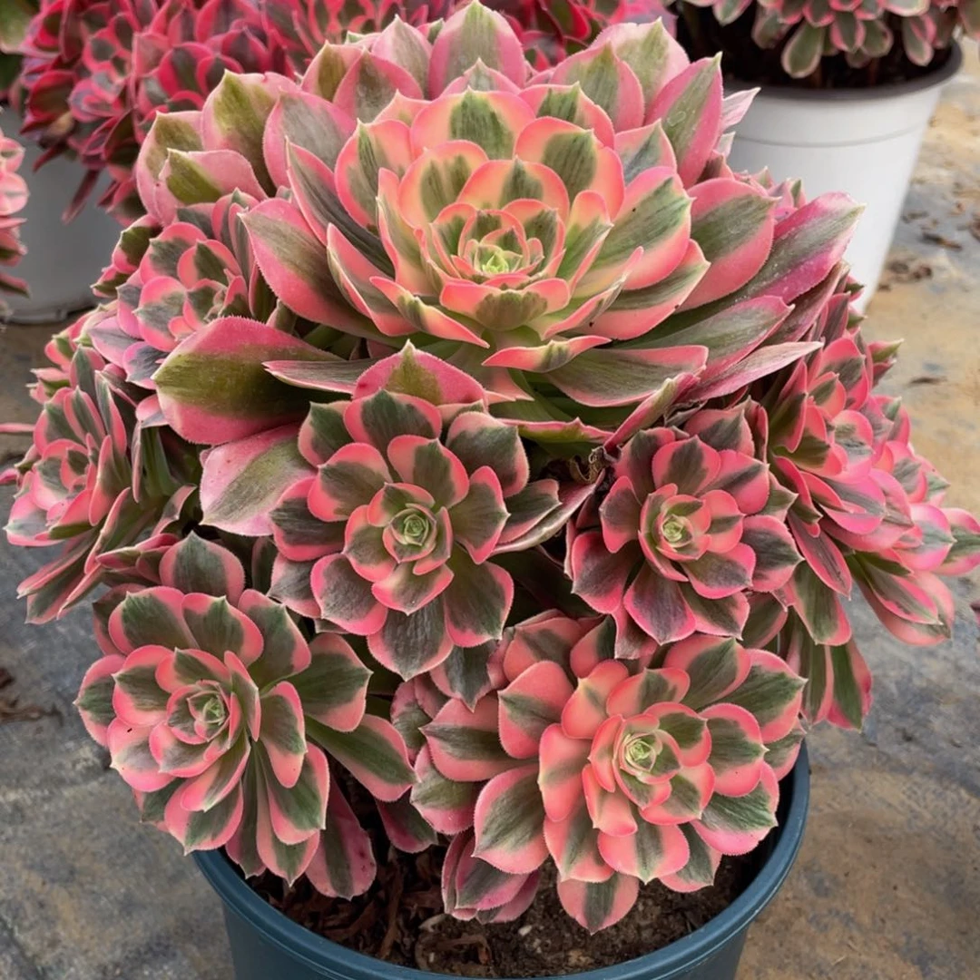 911粉女郎精品法师多肉